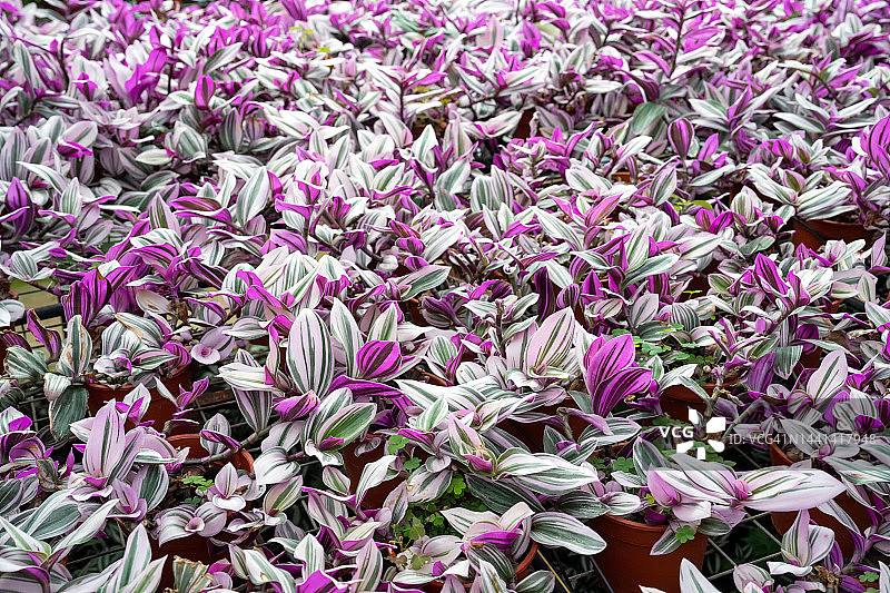 紫露草植物图片素材