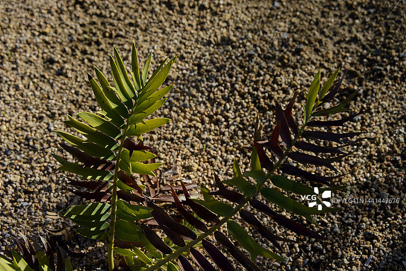 小苏铁图片素材