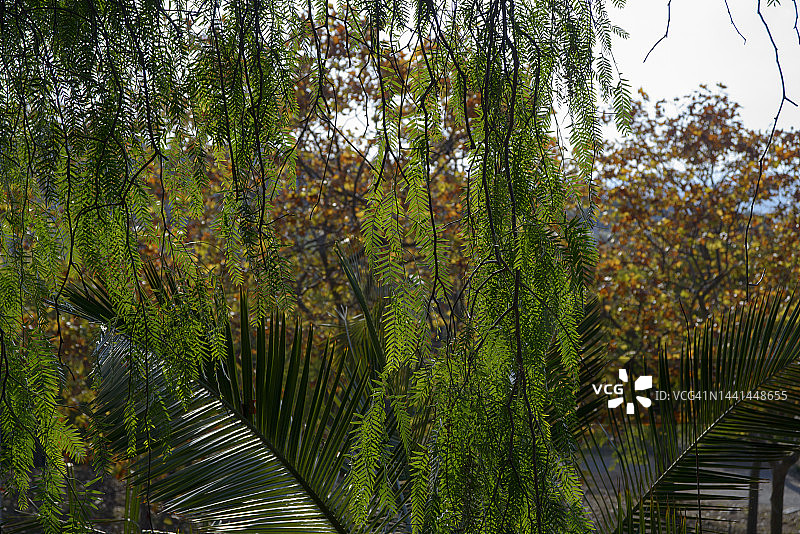 秘鲁乳香树图片素材