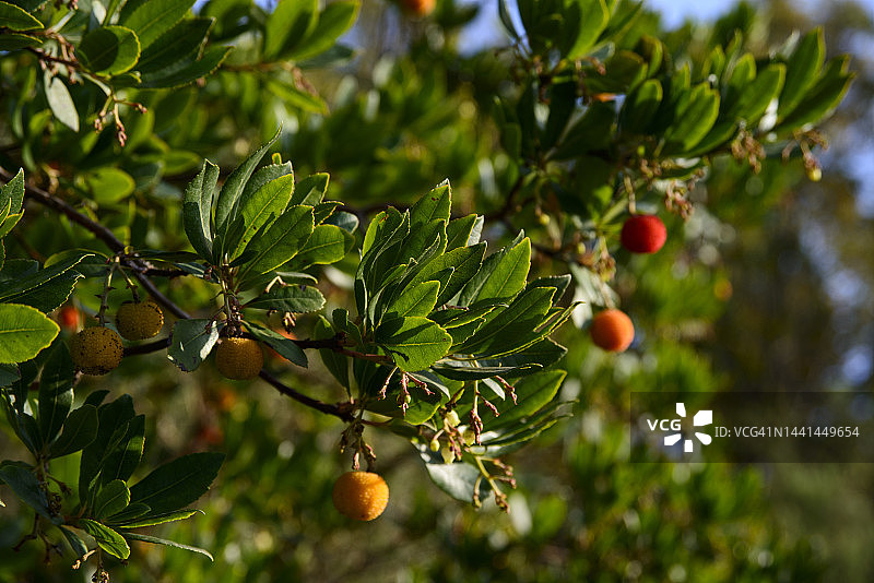 草莓树图片素材
