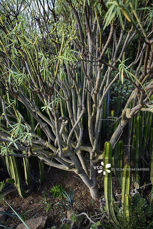 帝王大戟（野生大戟属植物）图片素材
