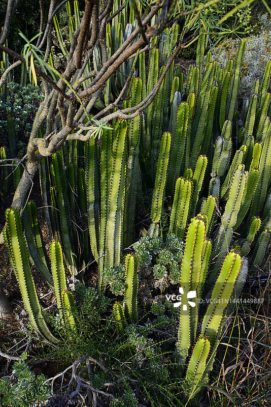 加那利大戟图片素材