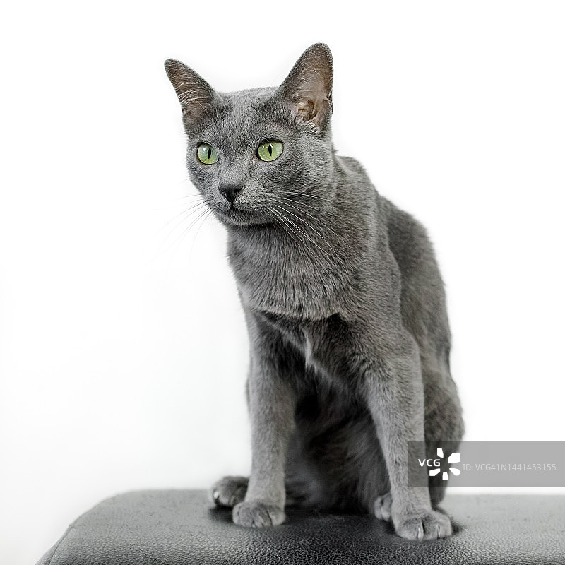 灰色的猫图片素材