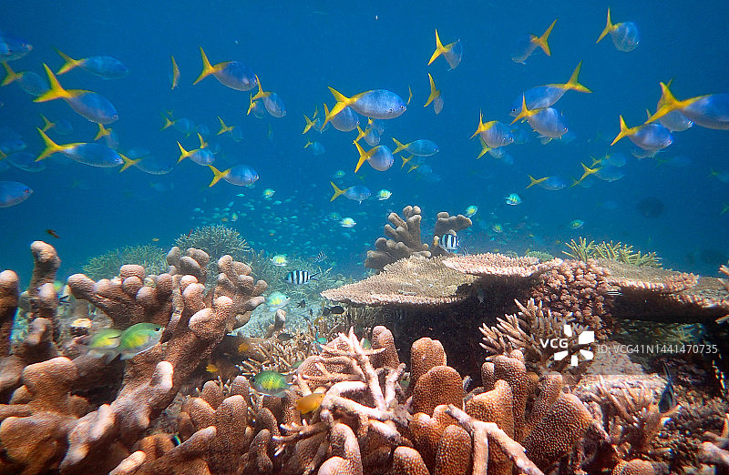 珊瑚与鱼群，背景中有大量红尾燕鱼图片素材