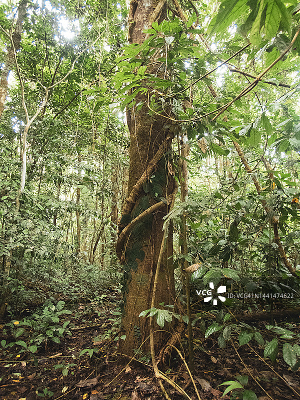 科斯达黎加卡拉拉国家公园图片素材