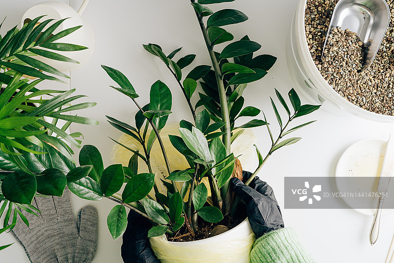 养护金钱树，在家居室内移植盆栽。金钱树准备移植到白色大花盆中。厨房或房间内景，白色桌子和墙壁图片素材