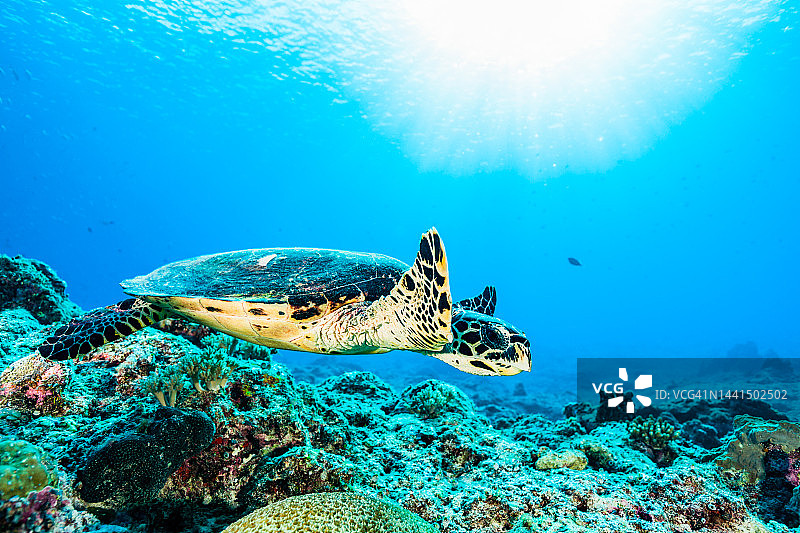 玳瑁（Eretmochelys imbricata）在帕劳著名蓝角图片素材