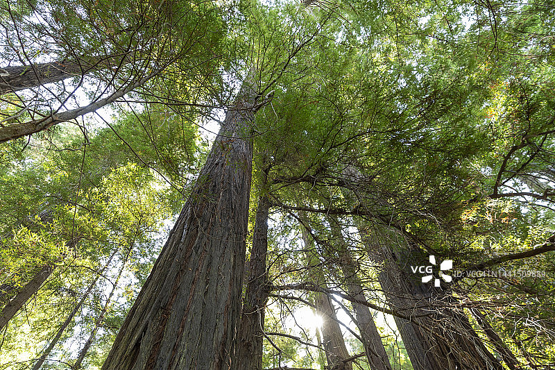 加利福尼亚北部的巨型红杉树图片素材