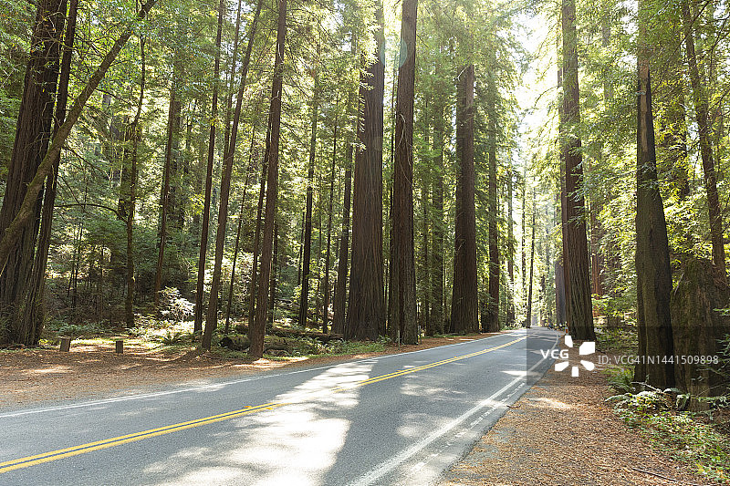巨人之道：加州北部红杉林中的蜿蜒道路图片素材