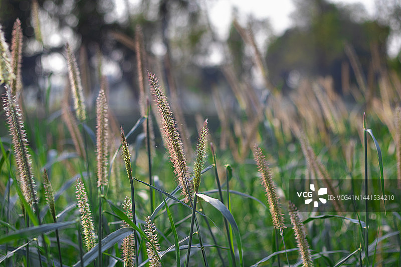 田野中生长的珍珠粟作物图片素材