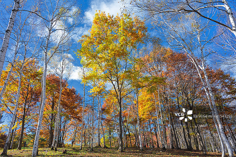 日本东北部秋季风光图片素材