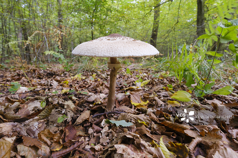 森林地面上生长的伞菌图片素材