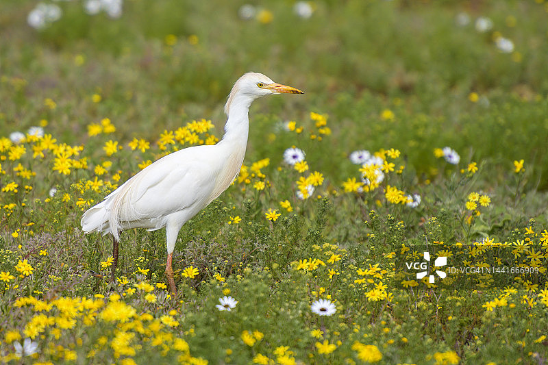牛背鹭图片素材