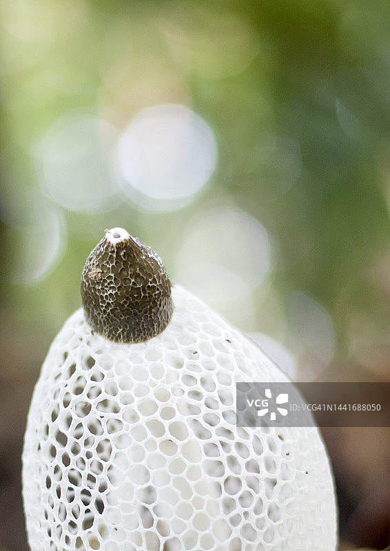 蘑菇盛开图片素材