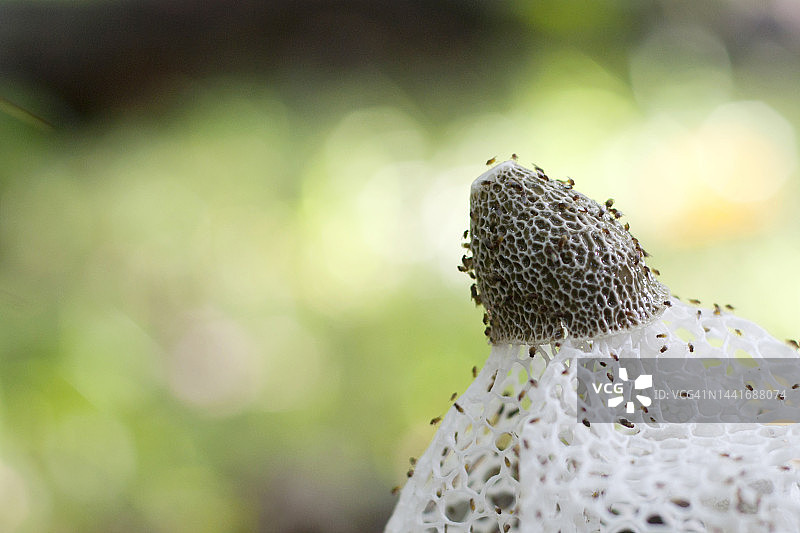 蘑菇盛开图片素材