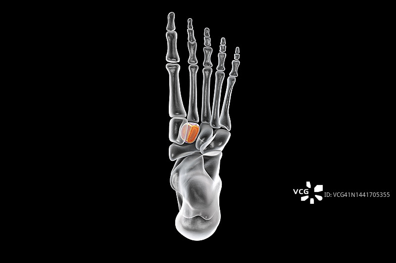 中间楔形骨插图图片素材