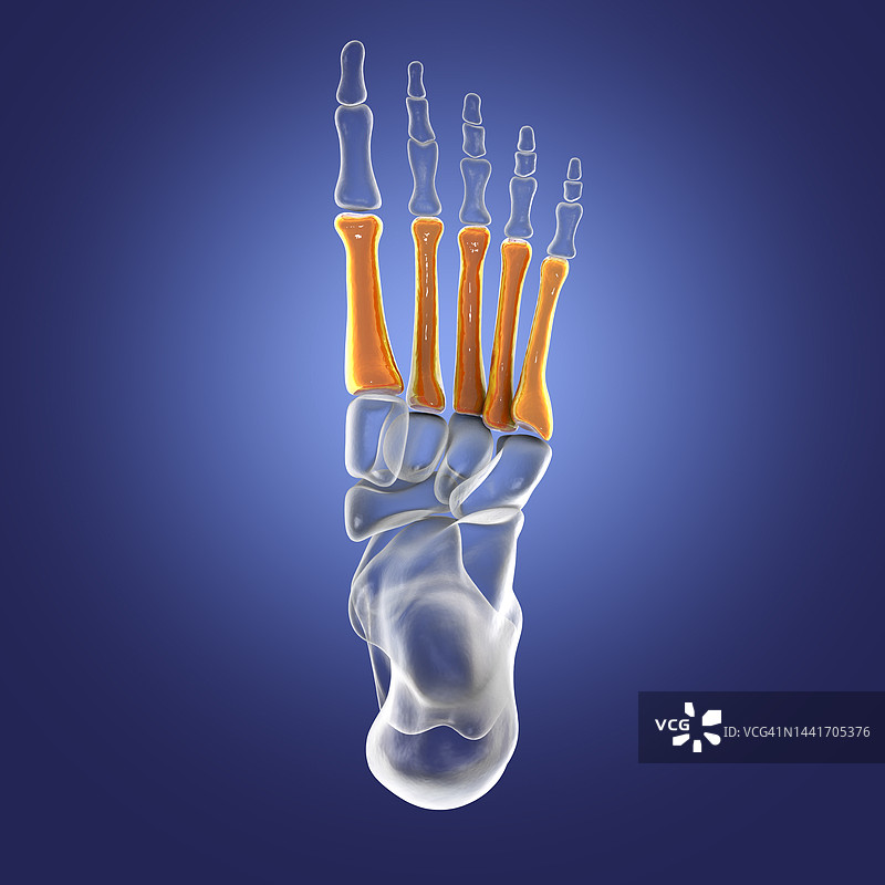 脚的跖骨，插图图片素材
