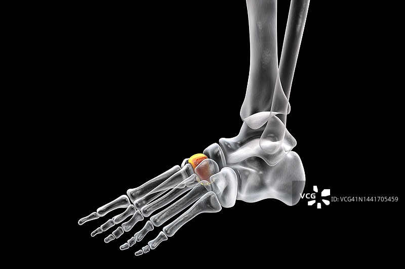 中间楔形骨插图图片素材