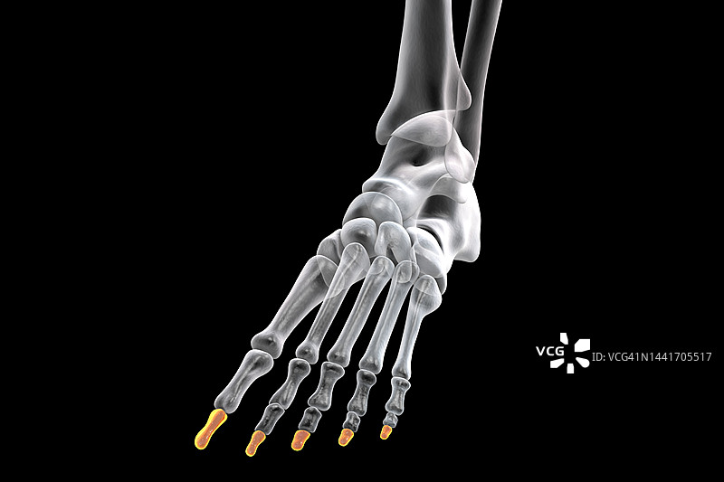 脚的远端指骨插图图片素材