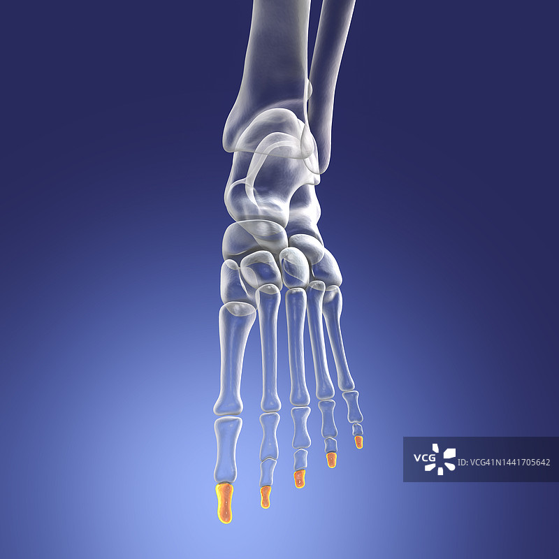 脚的远端指骨，插图图片素材