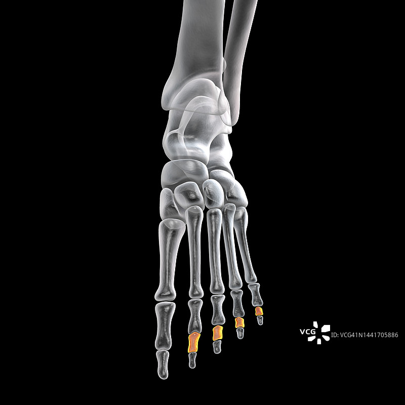 脚的中趾骨插图图片素材