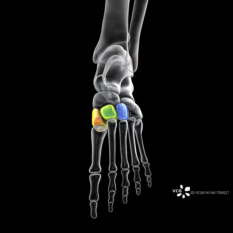 脚的楔形骨插图图片素材
