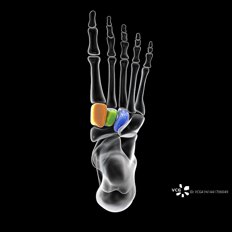 脚的楔形骨插图图片素材