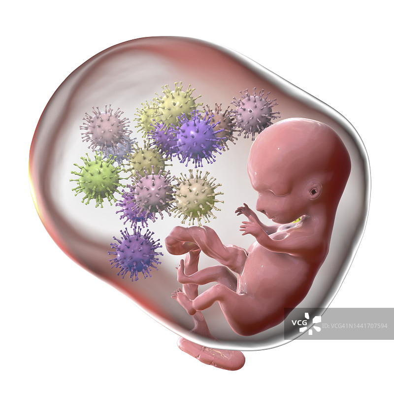巨细胞病毒的胎盘传播示意图图片素材