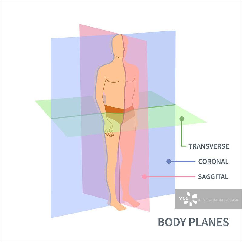 身体平面，插图图片素材