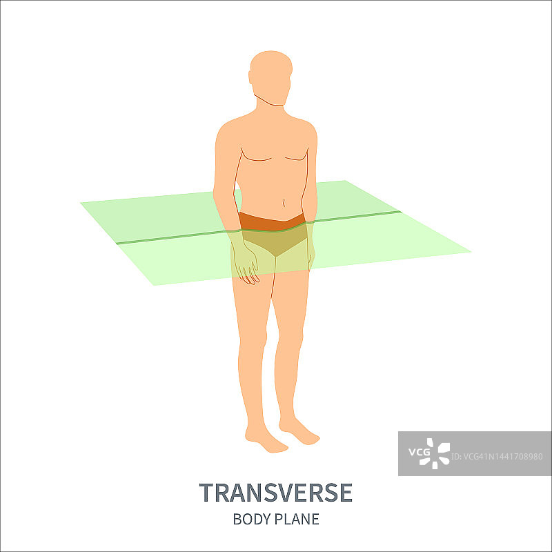 横向人体平面图图片素材
