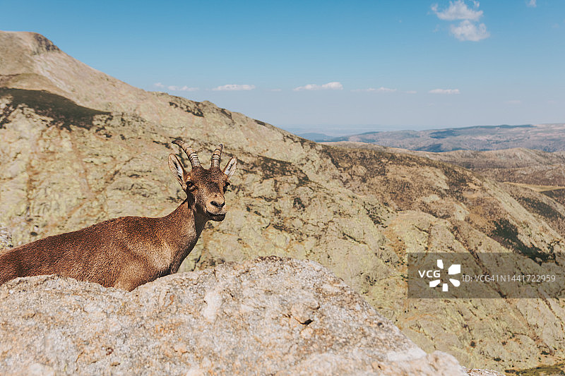 山区里典型的西班牙山羊特写图片素材