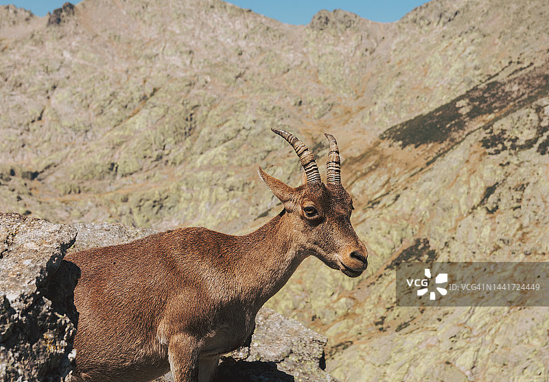 山区里典型的西班牙山羊特写图片素材