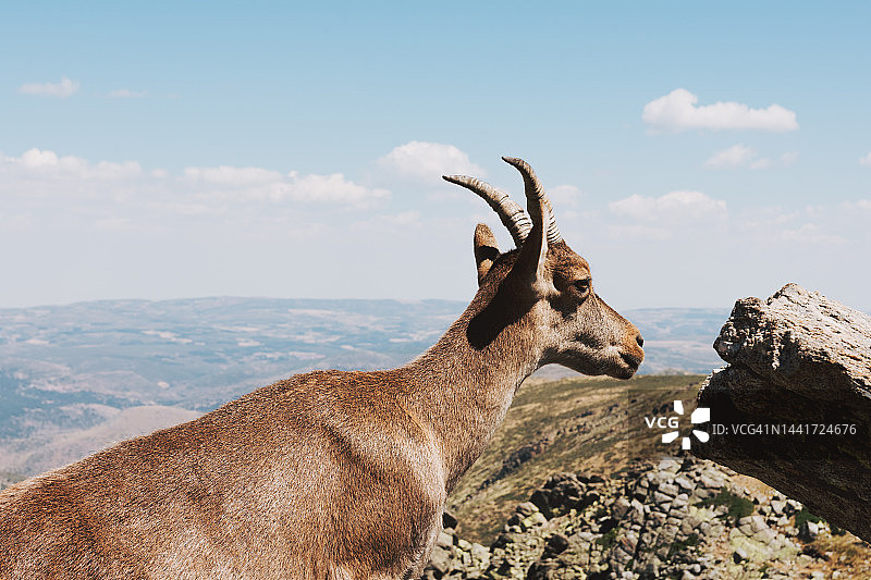 山区里典型的西班牙山羊特写图片素材