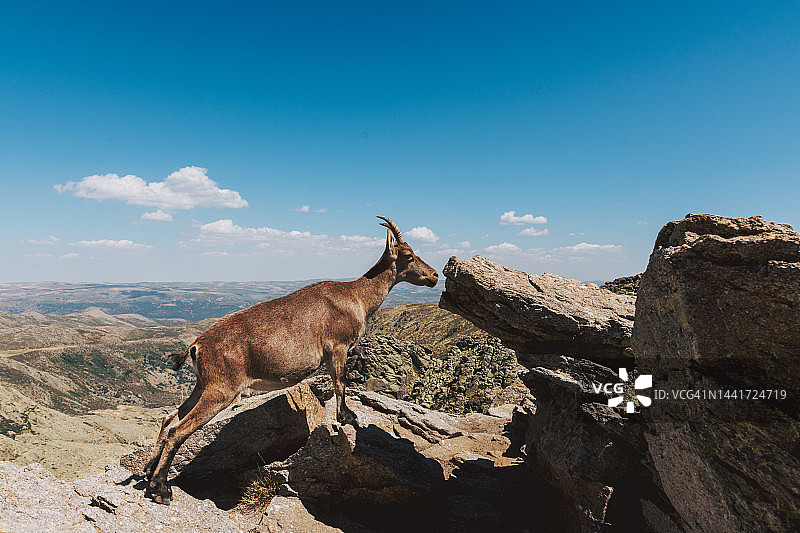 山羊及其幼崽在山中图片素材