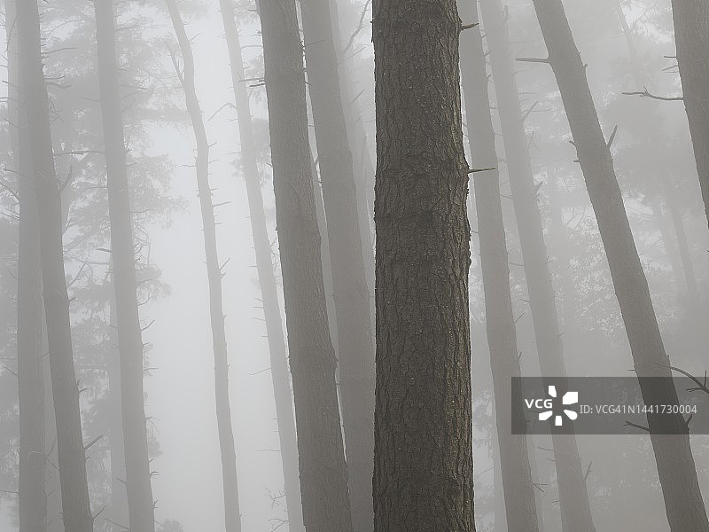 雾中蒙特雷松树干构图图片素材