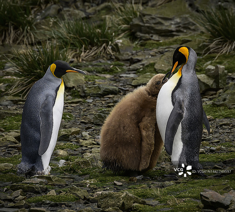 国王企鹅父母喂食幼崽图片素材