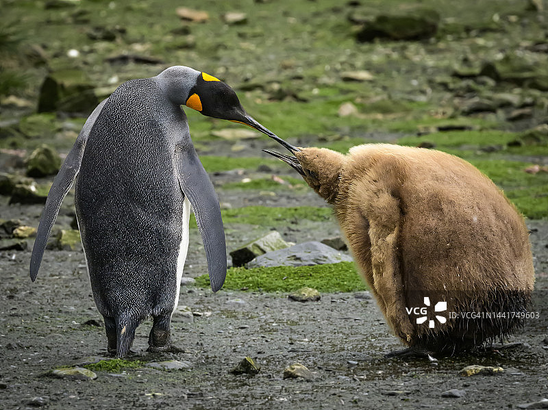 国王企鹅父母喂食幼崽图片素材