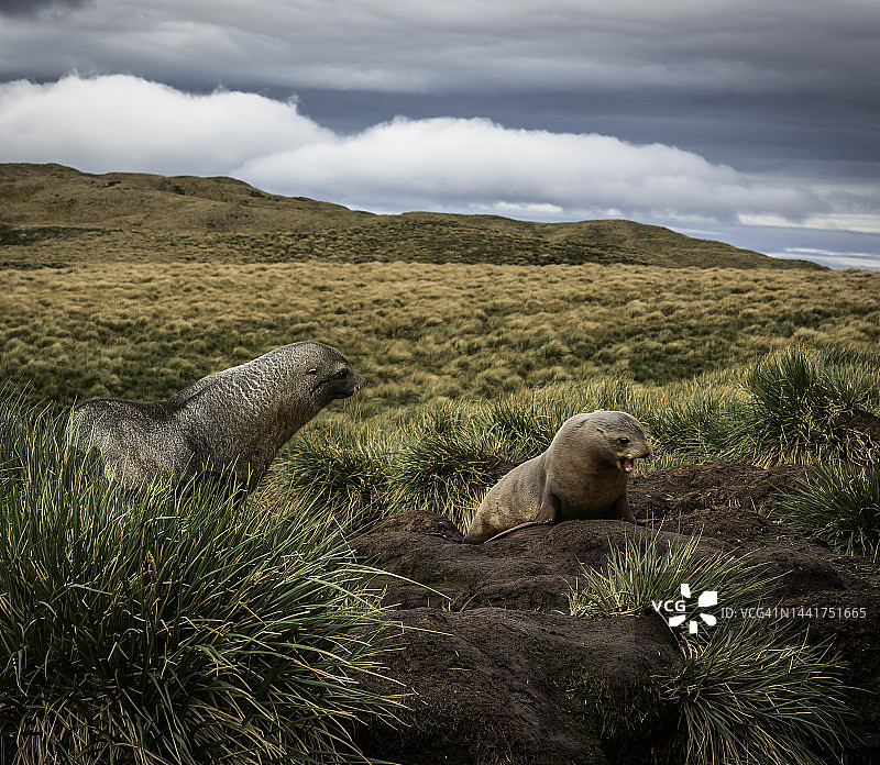 南乔治亚岛上的毛皮海豹图片素材