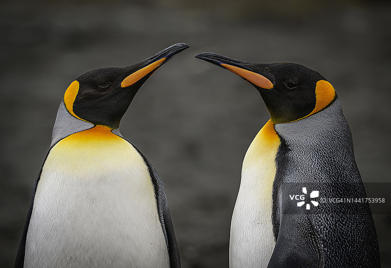 王企鹅特写图片素材