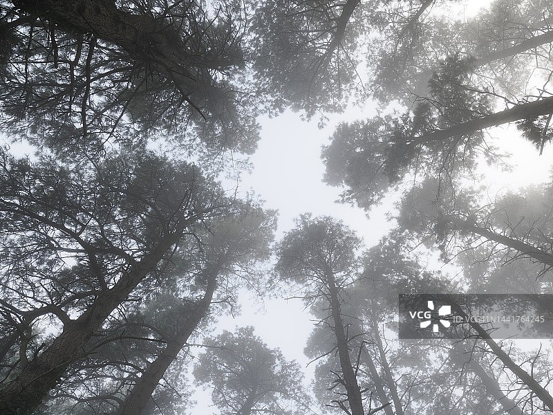 雾中蒙特雷松树林仰视角度照片图片素材
