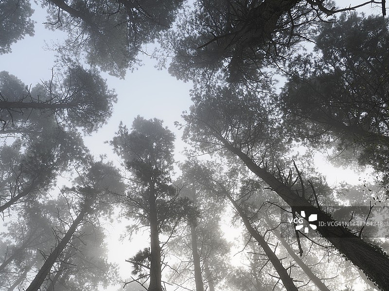 雾中蒙特雷松树林仰视角度照片图片素材