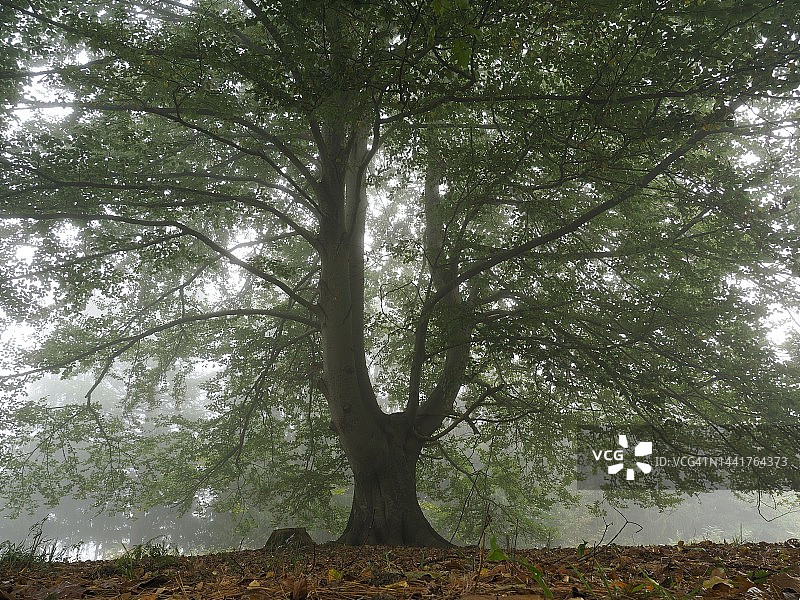 巨大的山毛榉，粗壮树干宽大树冠，雾中显现图片素材