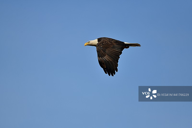 正在捕猎的成年秃鹰图片素材