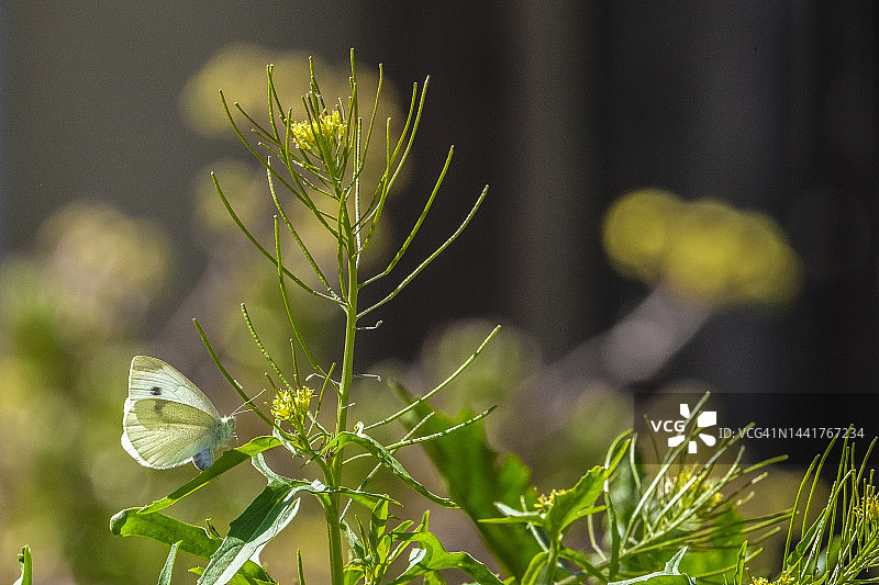 芥菜上的卷心菜蛾图片素材