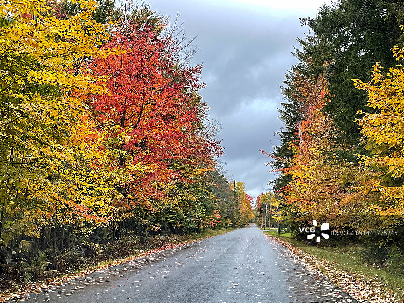 湿漉漉的街道旁的秋树图片素材