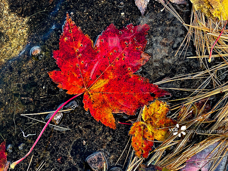 湿水坑中的红枫叶和松针图片素材