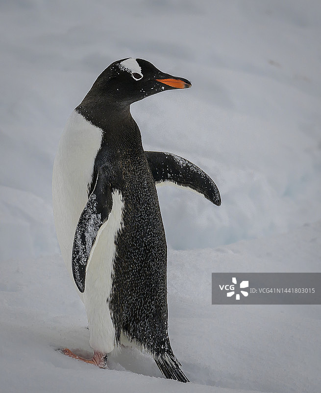 巴布亚企鹅特写图像图片素材