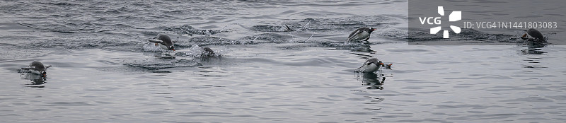南极半岛南极海域中跃出水面的巴布亚企鹅图片素材