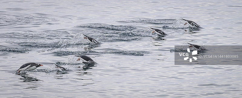 南极半岛南极海域中跃出水面的巴布亚企鹅图片素材
