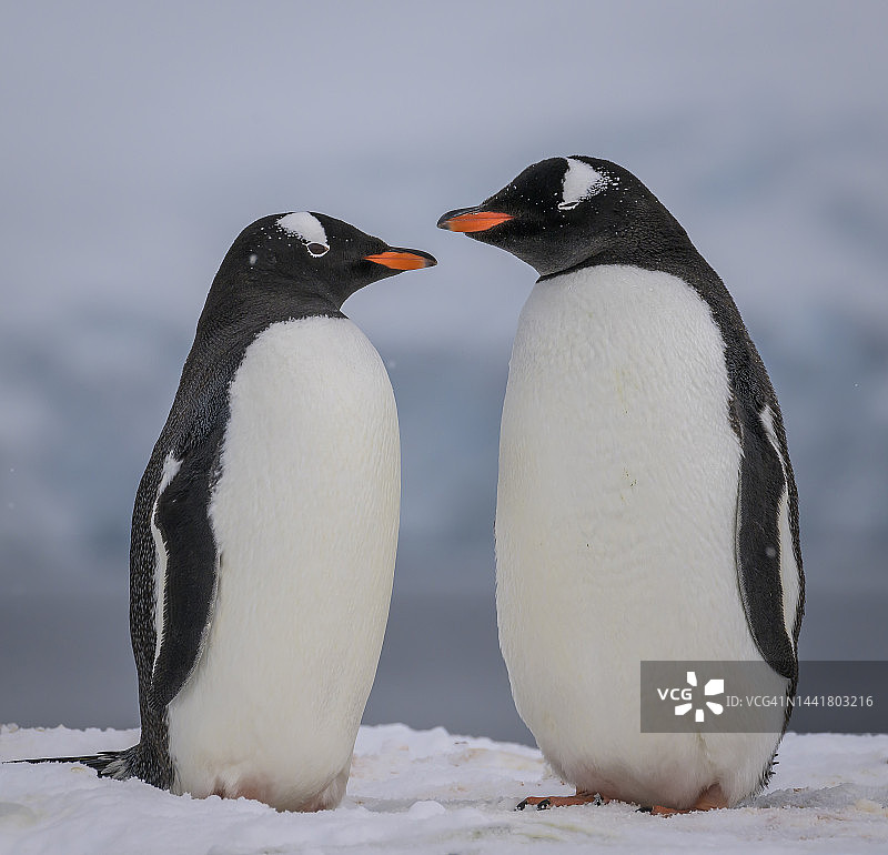 南极半岛上的巴布亚企鹅特写图片素材